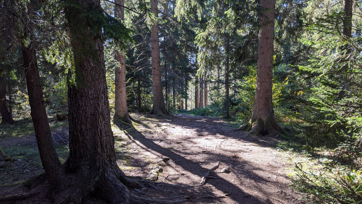 Put kroz šumu prema vidikovcu Vidikovac Zlatar